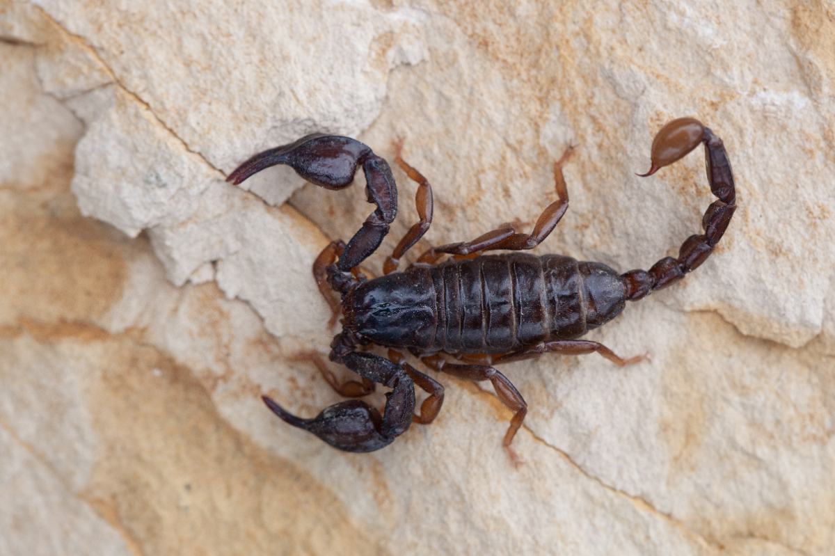 5 animale speciale din România, care trăiesc doar în țara noastră