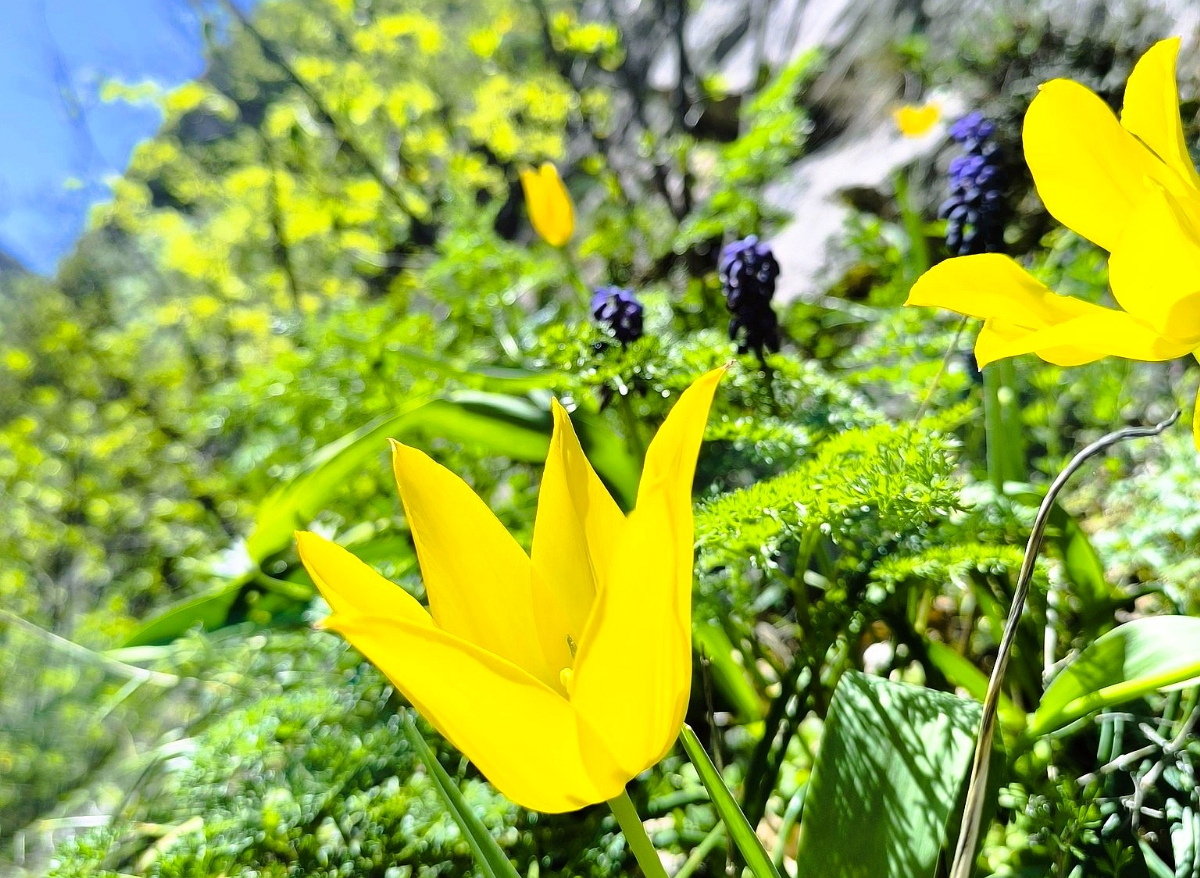 România are una dintre cele mai rare flori din lume: acum înflorește și este spectaculoasă
