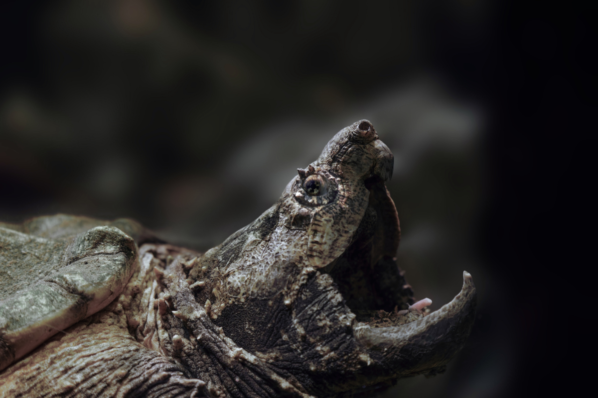 Broasca-țestoasă aligator, un prădător periculos inclusiv pentru oameni, a apărut într-un braț al Dunării