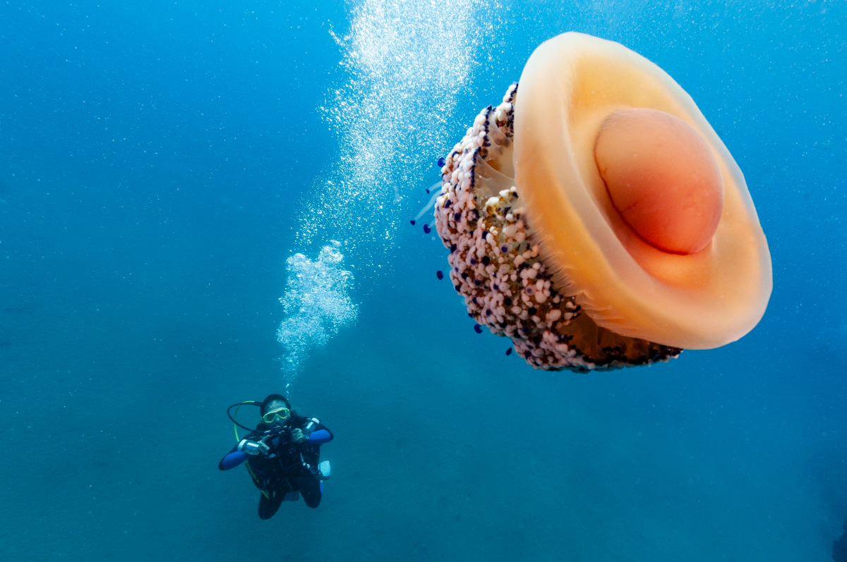 Meduze neobișnuite au apărut în număr mare în Marea Adriatică: ce trebuie să știe turiștii?