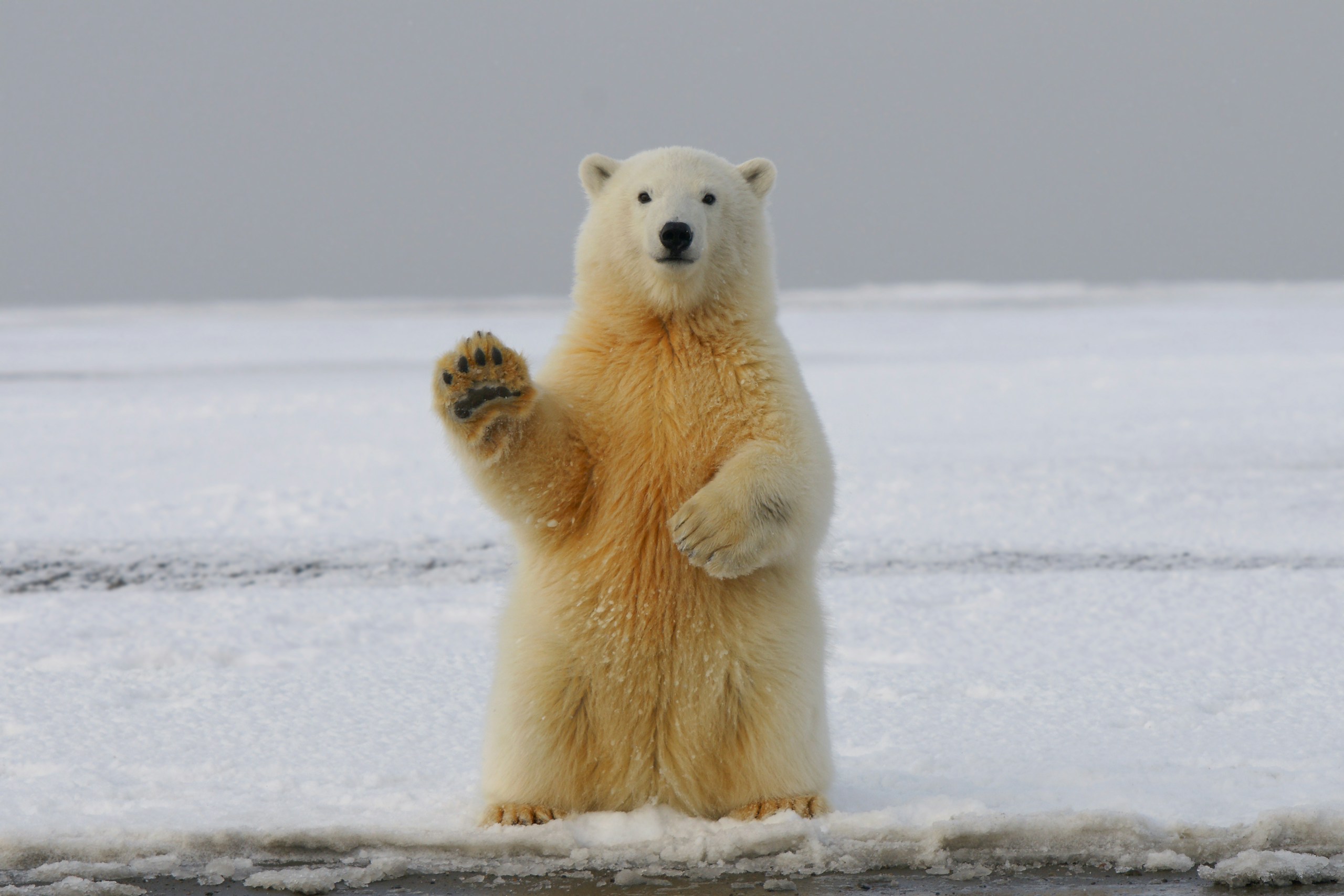 A trezit intenționat un urs polar și a primit o amendă uriașă