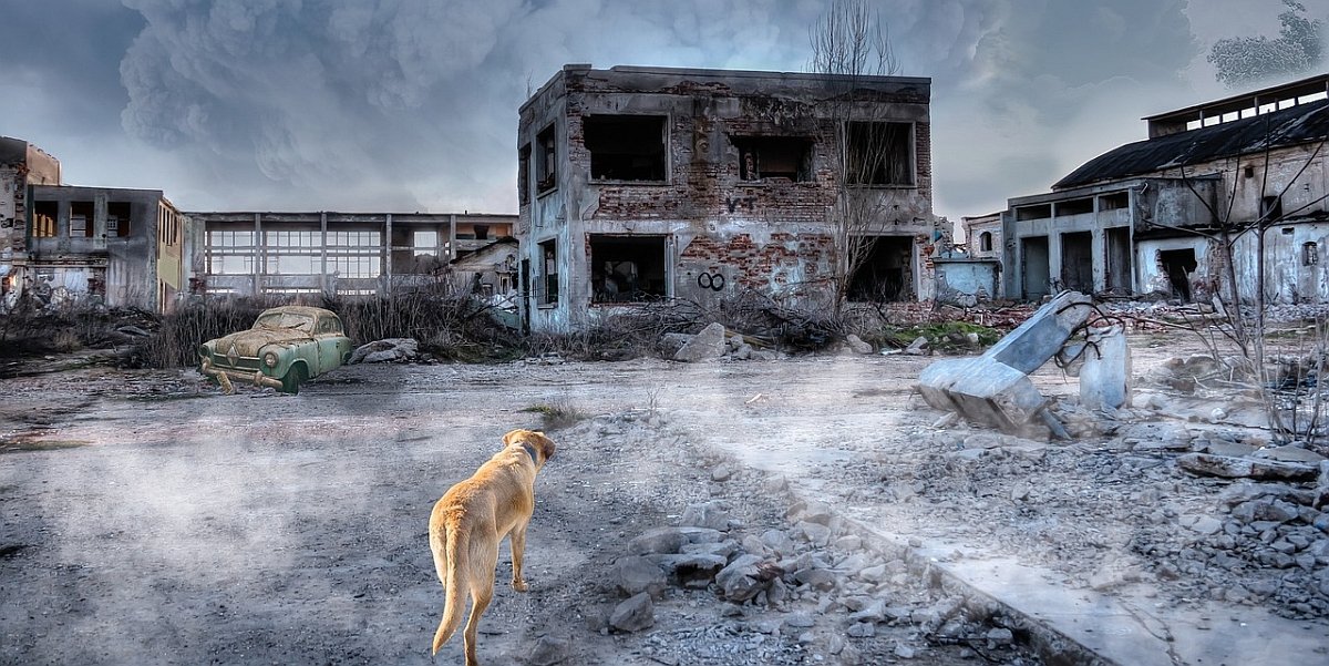 Ez történne az állatvilággal az emberiség kihalása esetén