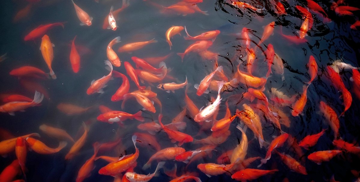 Életveszélyes a thaiföldiek egyik kedvenc fogása