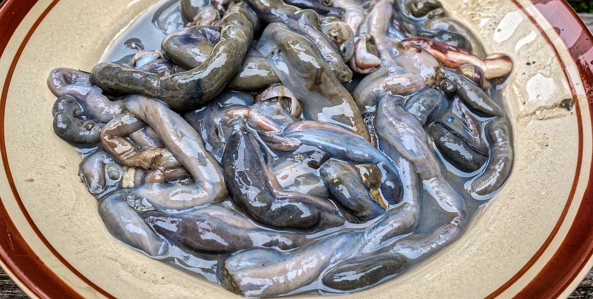 A jövő tengeri herkentyűi korántsem étvágygerjesztők