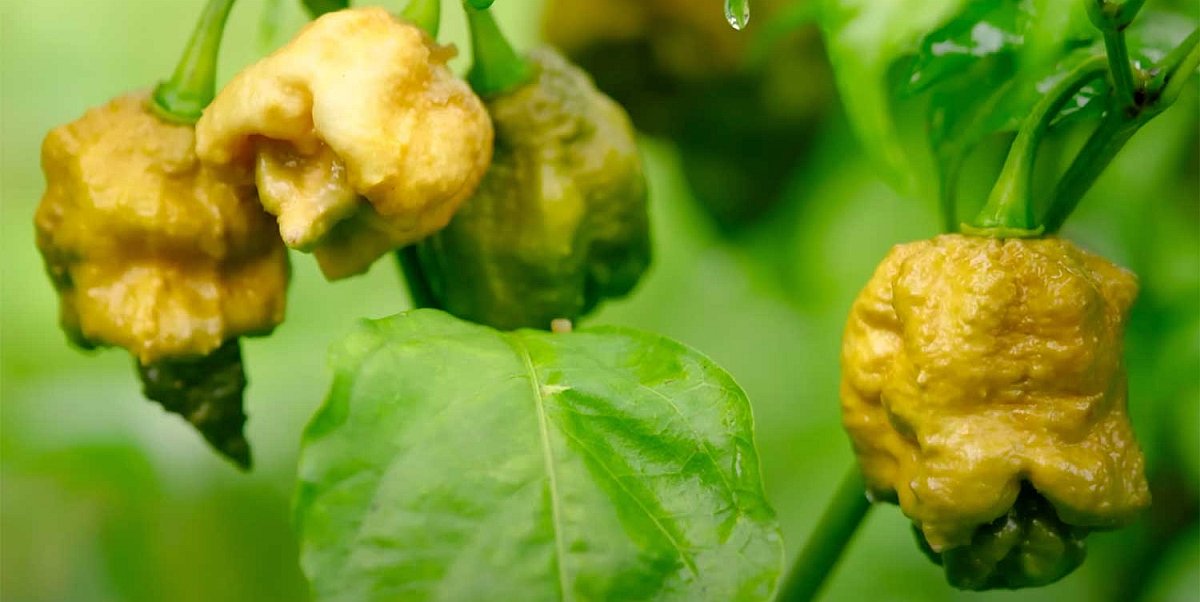 Világkonyha: új rekorder van a csípős paprikák között és jóval erősebb, mint a korábbi első