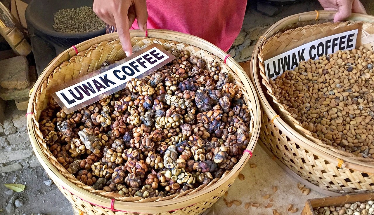 A világ legdrágább kávéja egyben a legfinomabb is – de ha megtudod, hogy készül, lehet nem kérsz belőle