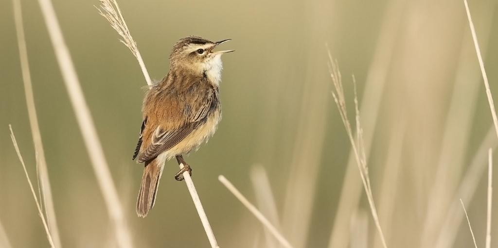 A madárhangot felismerő alkalmazással még jobb móka az erdei túra!