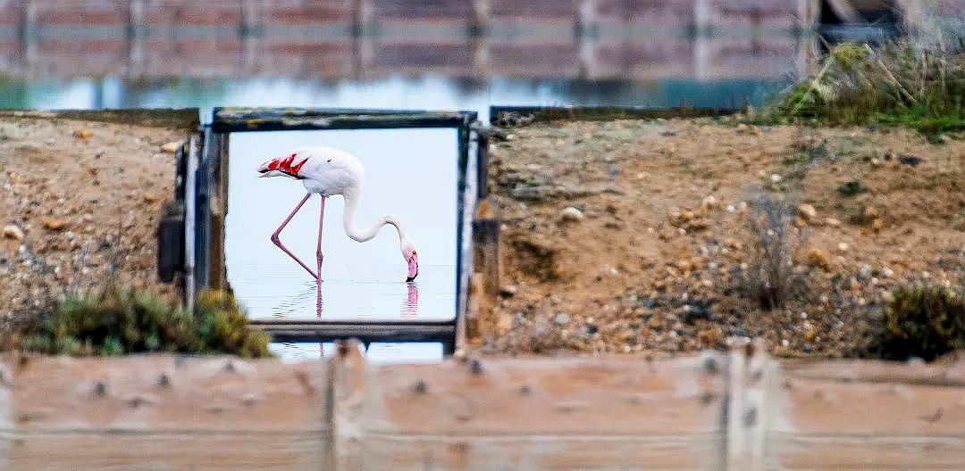 Vadállatok a városban – díjnyertes fotók galériája