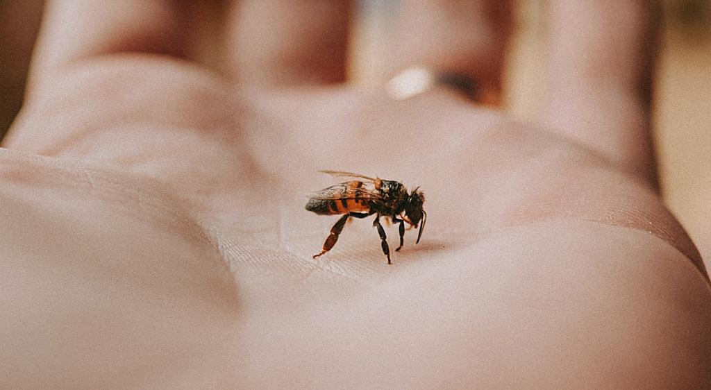 Sfaturi de drumeție: ce ne-a înțepat și ce-i de făcut?