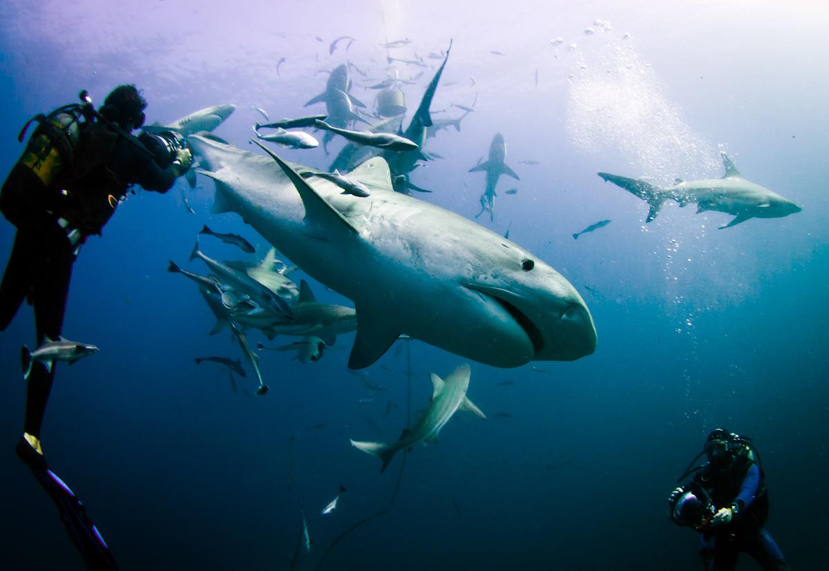 Tigriscápák között – 1. rész