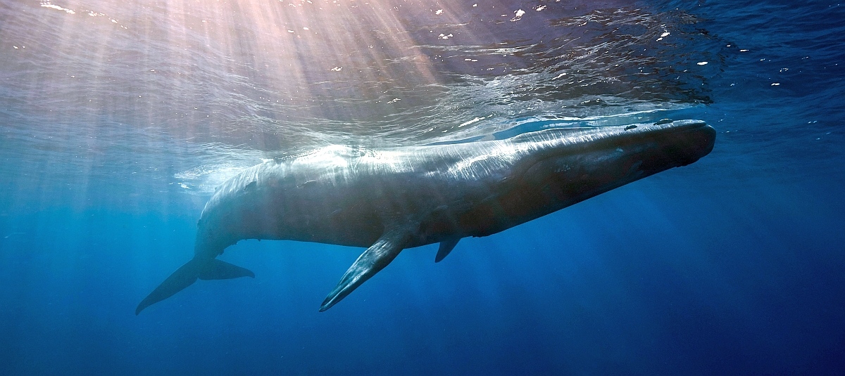 Először filmeztek le egy borját szoptató kék bálnát