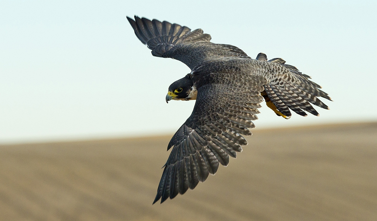 Sólyom vagy fecske: melyiket lehet a leggyorsabb madárnak tekinteni?