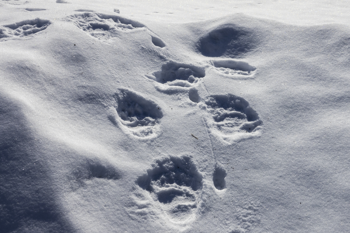 A Föld legveszélyeztetettebb állatfajai, amelyek akár már 2025-ben kihalhatnak